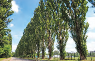 札幌キャンパス 平成ポプラ並木。 (オンラインカラー)